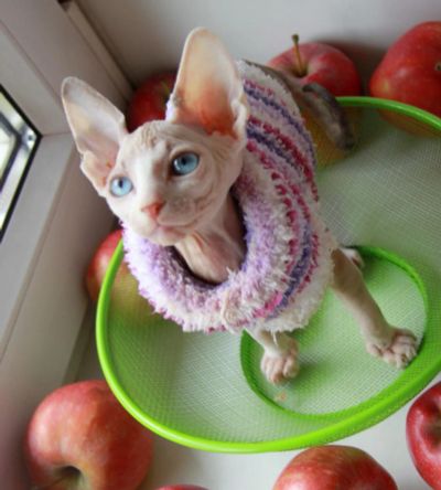 Лот: 9844602. Фото: 1. Канадский сфинкс девочка. Кошки, котята