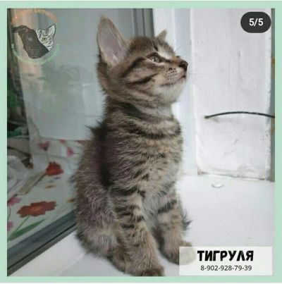 Лот: 17848817. Фото: 1. Отдам котят. Кошки, котята
