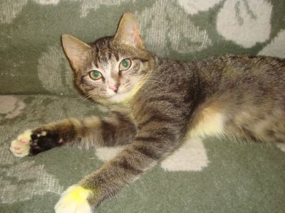 Лот: 8364427. Фото: 1. Котенок Лечебный. Кошки, котята
