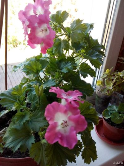 Лот: 13790582. Фото: 1. Пеларгония королевская Melva Pink... Горшечные растения и комнатные цветы