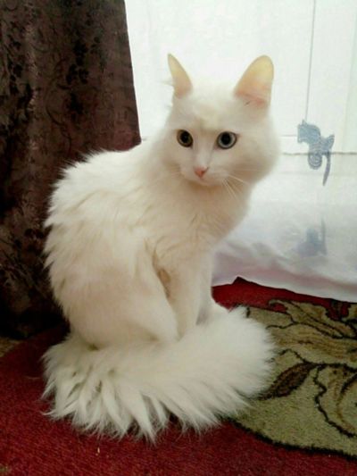 Лот: 13348230. Фото: 1. Кот красавец. Кошки, котята