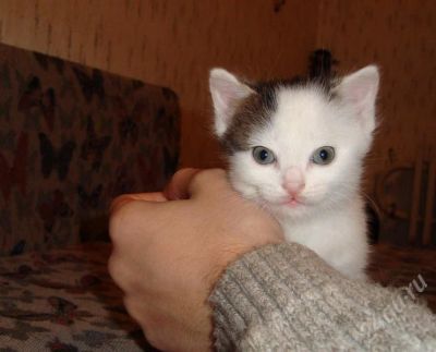 Лот: 615508. Фото: 1. Подарю котенка. Остальные животные