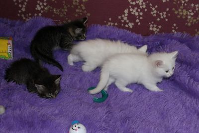 Лот: 8934096. Фото: 1. Котята. Кошки, котята