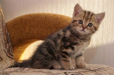 Лот: 2708434. Фото: 1. Британские котята (мальчик с документами... Кошки, котята