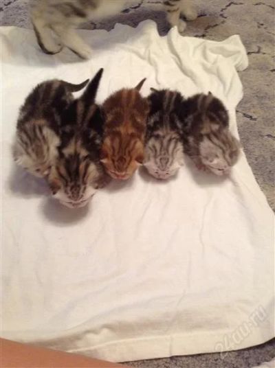 Лот: 2495017. Фото: 1. Британцы. Кошки, котята
