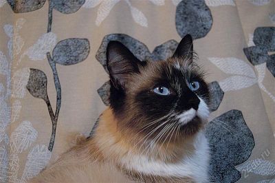 Лот: 2136592. Фото: 1. Красивая кошка ищет новых хозяев. Кошки, котята