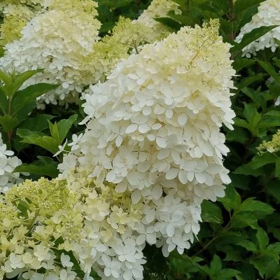 Лот: 19253996. Фото: 1. Гортензия саженцы. Декоративные кустарники и деревья