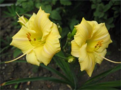 Лот: 10113198. Фото: 1. Лилейник сорт Longfields pearl. Садовые цветы