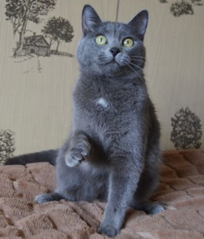 Лот: 16556483. Фото: 1. Кошечка помесь британца. Кошки, котята