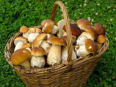 Лот: 6205834. Фото: 1. Обменяю свои лоты на грузди, другие... Грибы