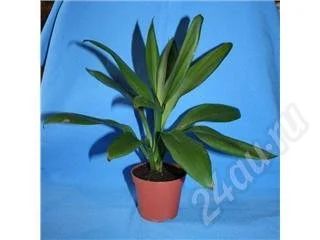 Лот: 514833. Фото: 1. Кордилина-1. Горшечные растения и комнатные цветы