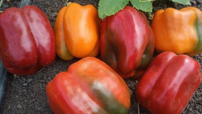 Лот: 15465036. Фото: 1. Пора сеять! Набор редких сортов... Овощи