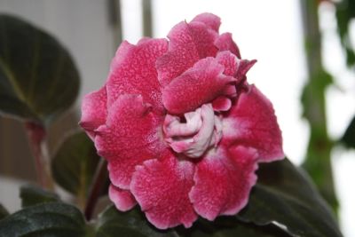 Лот: 4123943. Фото: 1. Глоксиния (лист). Горшечные растения и комнатные цветы