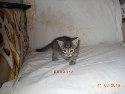 Лот: 7026238. Фото: 1. Котята Персидской (Турецкой) ангоры. Кошки, котята