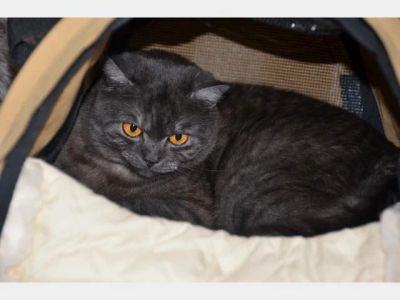 Лот: 10943692. Фото: 1. отдам британцев, британских котят. Кошки, котята