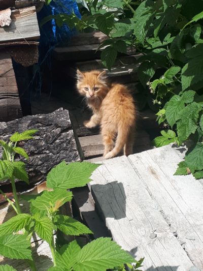 Лот: 16395102. Фото: 1. Котенок. Кошки, котята