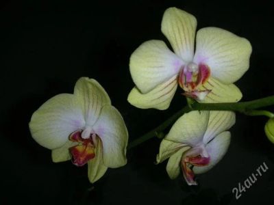 Лот: 2450908. Фото: 1. орхидея лимонная. Горшечные растения и комнатные цветы