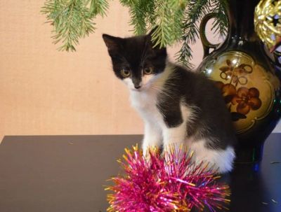 Лот: 3676408. Фото: 1. Три котенка для души:). Кошки, котята