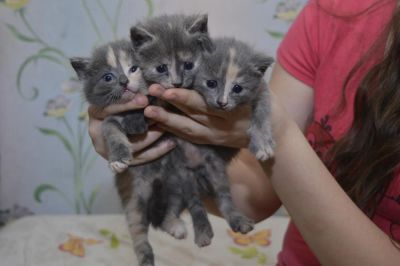Лот: 6842895. Фото: 1. Отдам в хорошие руки котят!. Кошки, котята