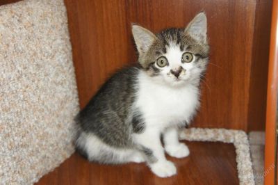 Лот: 2969081. Фото: 1. Котенок с милым удивленным взглядом... Кошки, котята