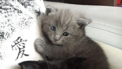Лот: 3968068. Фото: 1. шотландские вислоухие котята. Кошки, котята
