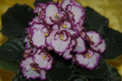 Лот: 3040329. Фото: 1. Фиалка сортовая Raspberry Crisp... Горшечные растения и комнатные цветы