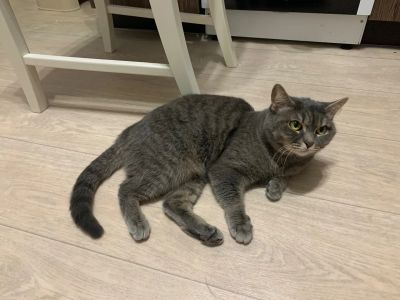 Лот: 19566559. Фото: 1. Кошка. Кошки, котята