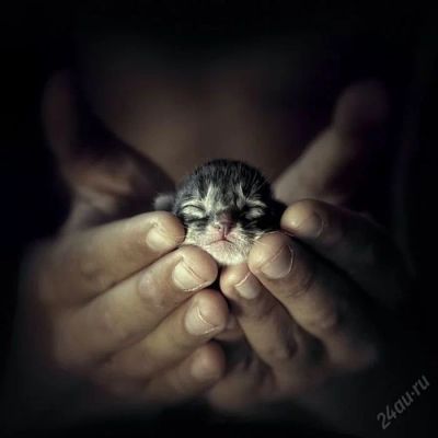 Лот: 5626875. Фото: 1. канадский сфинкс девочка котенок. Кошки, котята