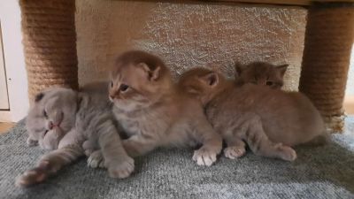 Лот: 17036948. Фото: 1. Шотландские котята. Кошки, котята