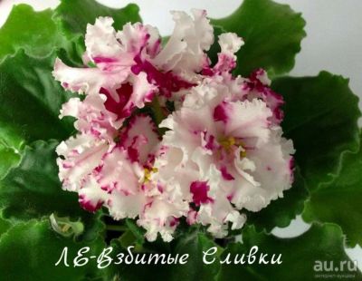 Лот: 16076711. Фото: 1. Фиалка сортовая "Взбитые сливки... Горшечные растения и комнатные цветы