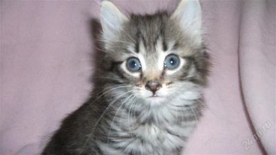 Лот: 2373388. Фото: 1. Котейки (2 девочки 3 месячные... Кошки, котята