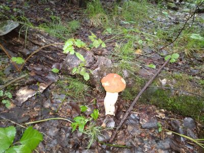 Лот: 16484997. Фото: 1. Куплю дачу,участок ветлужанка... Земельные участки