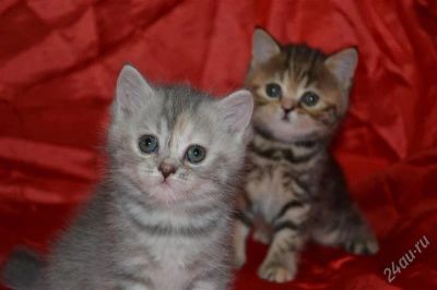 Лот: 2934041. Фото: 1. Шотландские девочки. Кошки, котята