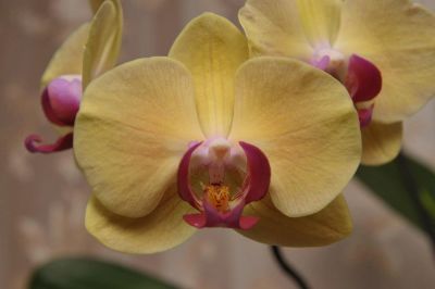 Лот: 3985035. Фото: 1. Орхидея фаленопсис с цветоносом. Горшечные растения и комнатные цветы