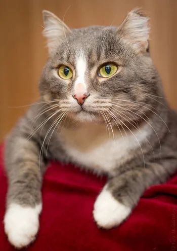 Лот: 6138772. Фото: 1. Сёмушка, Семён верит, любит и... Кошки, котята