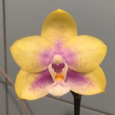 Лот: 19383665. Фото: 1. Орхидея фаленопсис. Горшечные растения и комнатные цветы