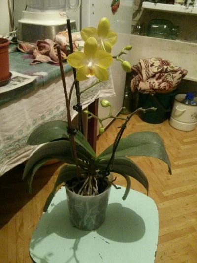 Лот: 6585874. Фото: 1. Орхидея лимонная, 3 цветоноса... Горшечные растения и комнатные цветы