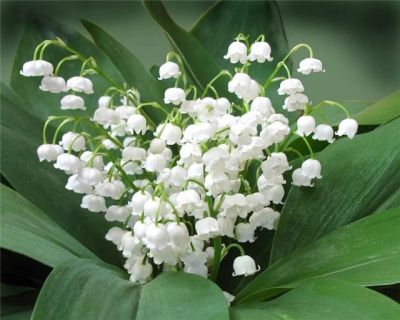 Лот: 5440186. Фото: 1. ландыш корни. Садовые цветы