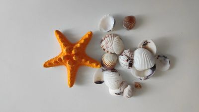 Лот: 24888979. Фото: 1. Ракушки и морская звезда (для... Досуг и творчество
