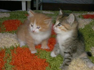 Лот: 1149712. Фото: 1. Котята. Отдам. Остальные животные