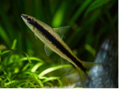 Лот: 8322000. Фото: 1. SAE водорослеед. Рыбки