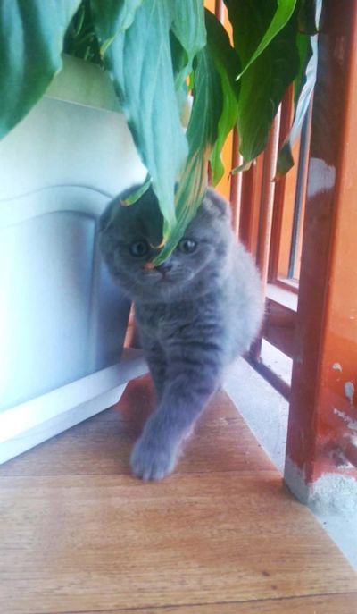 Лот: 3118184. Фото: 1. ШОТЛАНДСКИЙ ВИСЛОУХИЙ КОТЕНОК!. Кошки, котята