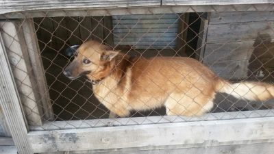Лот: 7431141. Фото: 1. В добрые руки! Симба - собака... Собаки, щенки