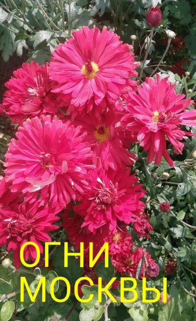 Лот: 8882374. Фото: 1. Огни Москвы. Садовые цветы