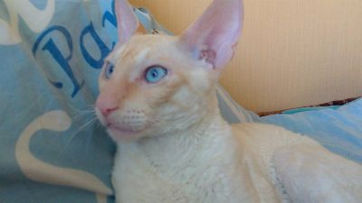 Лот: 2974033. Фото: 1. корниш. Кошки, котята