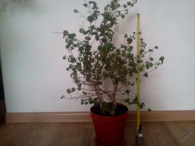 Лот: 5797994. Фото: 1. Фикус Барок (кудрявый). Продаю... Горшечные растения и комнатные цветы