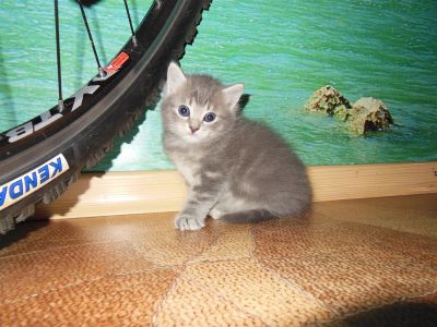 Лот: 3106773. Фото: 1. Изумительный котёнок. Кошки, котята