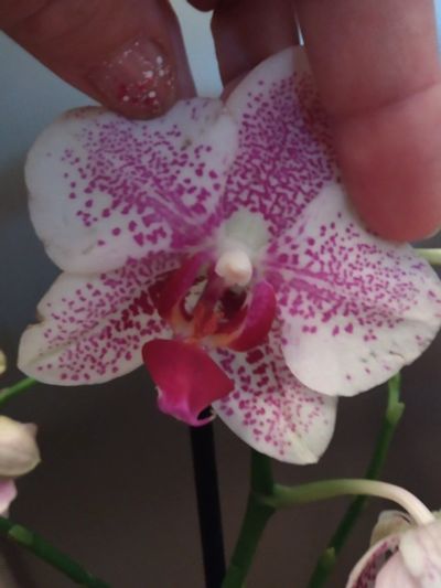 Лот: 15227654. Фото: 1. Орхидея Фаленопсис (5). Горшечные растения и комнатные цветы