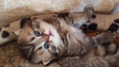 Лот: 4067798. Фото: 1. Шотландские котятки. Кошки, котята