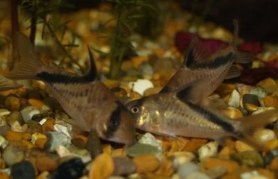 Лот: 6704045. Фото: 1. Коридорас Мелини Corydoras Melini. Рыбки